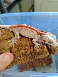 Geco auriculatus