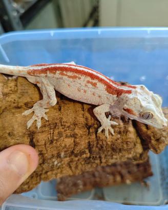 Geco auriculatus