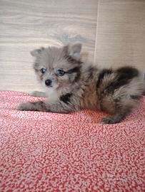 Pomerania volpino merle