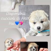 Cuccioli akita Inu