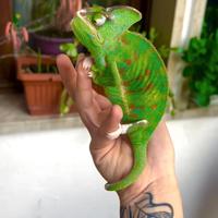 Camaleonte con terrario completo