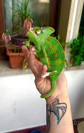 Camaleonte con terrario completo