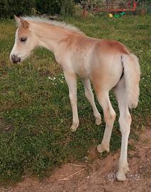 Puledro Haflinger 2026