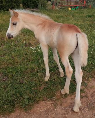 Puledro Haflinger 2026