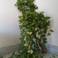 PIANTA VERA DI PHOTOS  VARIEGATA SU TREPPIEDI 