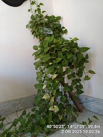 PIANTA VERA DI PHOTOS  VARIEGATA SU TREPPIEDI 