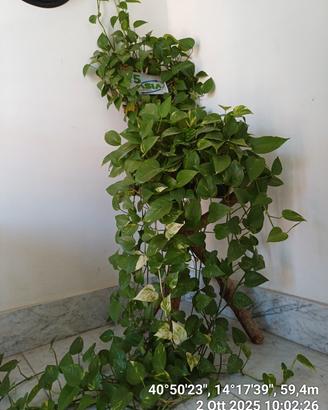 PIANTA VERA DI PHOTOS  VARIEGATA SU TREPPIEDI 