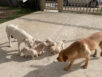 Cuccioli di labrador Retriever