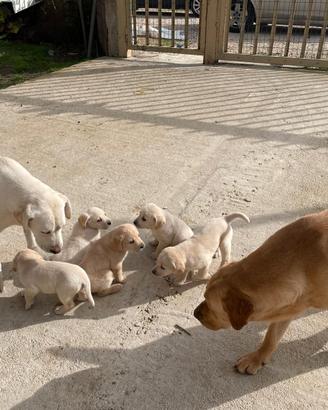 Cuccioli di labrador Retriever