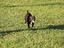 Immagine 12