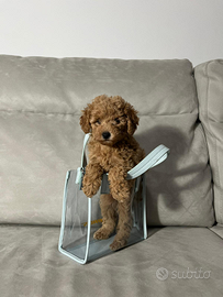 Disponibile cucciola di barboncino Toy due mesi