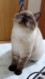 Cucciolo Scottish Straight