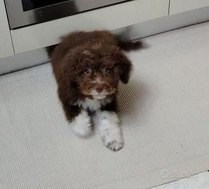 Lagotto Romagnolo