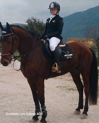 Cavallo da salto