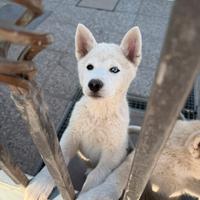 Huskita