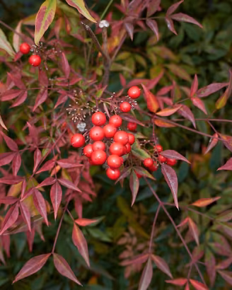 Piante di Nandina 