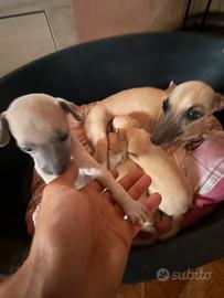 Cuccioli piccoli levriero italiano