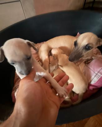 Cuccioli piccoli levriero italiano