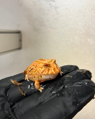 Rana Pacman Albina