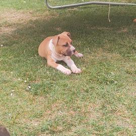Cucciola di Amstaff