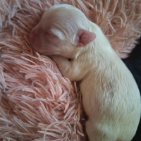 Chihuahua mini femmine e maschi