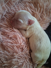 Chihuahua mini femmine e maschi