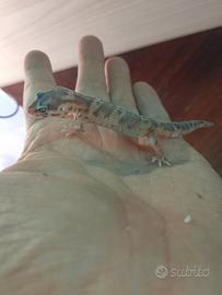 Geco leopardino