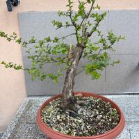 Biancospino bonsai yamadori 45cm