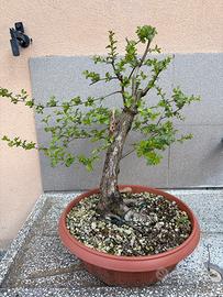 Biancospino bonsai yamadori 45cm