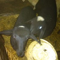 Agnelli neri da riproduzione