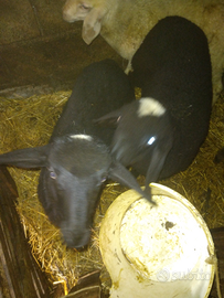 Agnelli neri da riproduzione