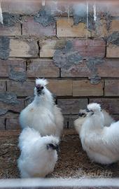 Galline