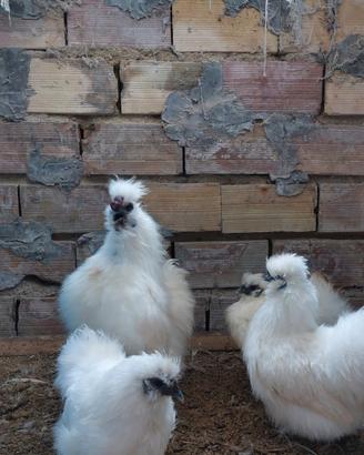 Galline