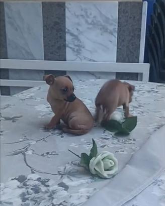 Pinscher Chihuahua