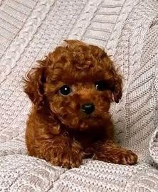 Barboncini mini toy red