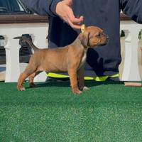 America Pit Bull Terrier