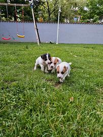 Cuccioli Jack Russel