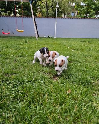 Cuccioli Jack Russel