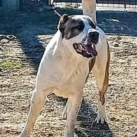 Pastore dell Asia centrale