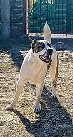 Pastore dell Asia centrale