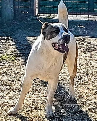 Pastore dell Asia centrale