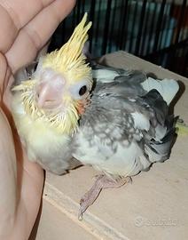 Calopsite fine svezzamento