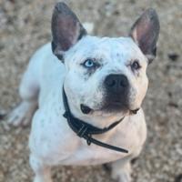 American Bully Pocket