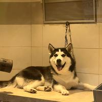 Husky siberian