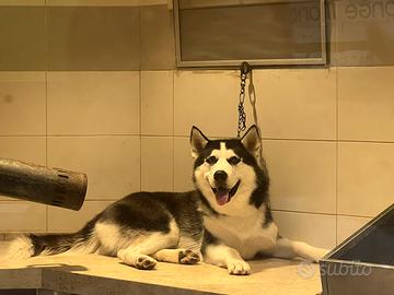 Husky siberian