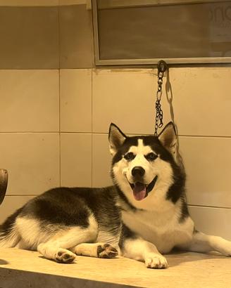 Husky siberian