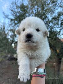 Cuccioli di pastore maremmano