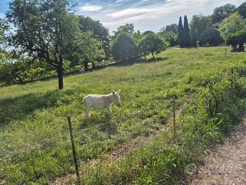 Asini pony asinelle asine