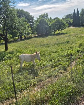 Asini pony asinelle asine