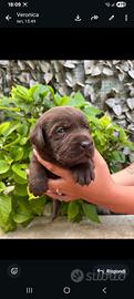 Cuccioli di labrador